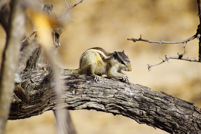 View of lizard on tree