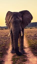 Elephant standing on landscape against sky