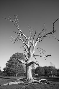 Bare tree on field against clear sky