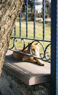 View of a cat resting