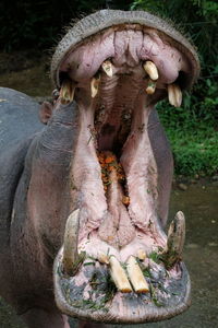 Hippopotamus in river