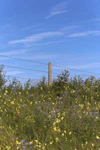 Plants growing on field against sky