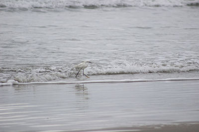 Wader walking on wet shore 