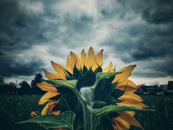 Close-up of sunflower plant against cloudy sky