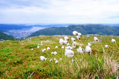 White flowering plants on field against sky