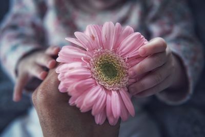 Midsection of baby holding pink flower