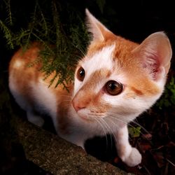 Close-up portrait of cat sitting outdoors