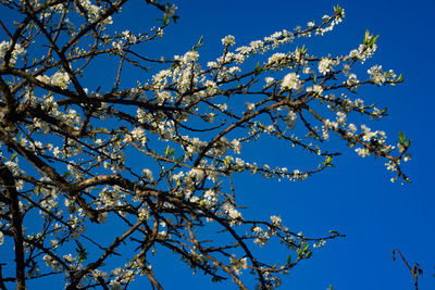 Low angle view of flower tree against clear blue sky