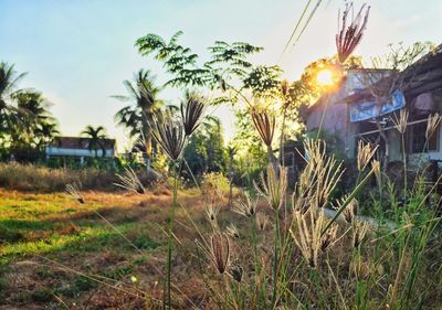 Sun shining through trees