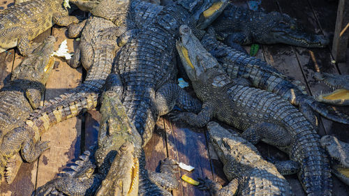 Full frame shot of a crocodile 