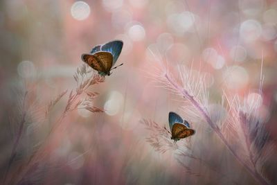 Close-up of butterfly on flower