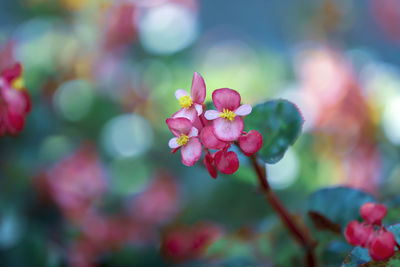 Close-up of pink flowering plant