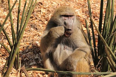 Close-up of monkey sitting outdoors