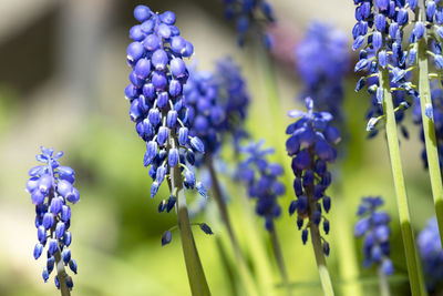 Close-up of purple flowering plants