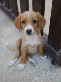 High angle portrait of puppy sitting outdoors