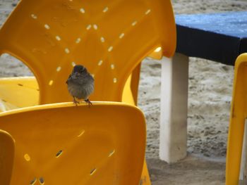 Close-up of bird perching outdoors