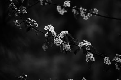 Close-up of cherry blossoms in spring