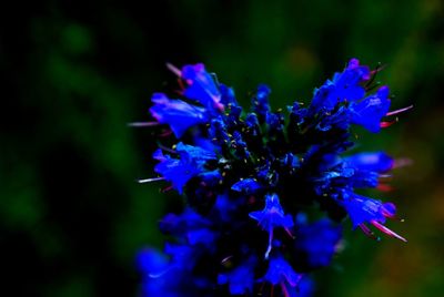 Close-up of purple flowers blooming