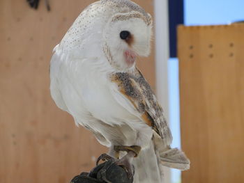 Close-up of owl perching outdoors
