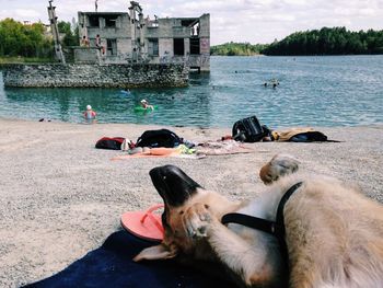 Dog resting in water