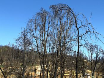 Low angle view of bare trees against clear blue sky