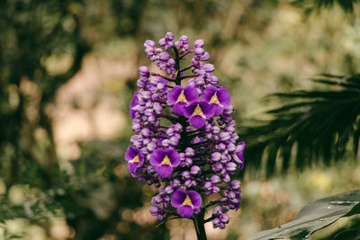 Close-up of purple flowering plant