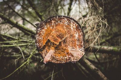 Close-up of log in forest