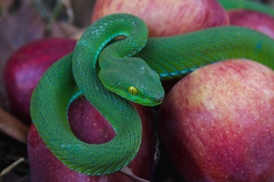 Close-up of green fruit