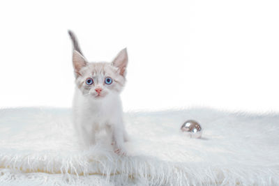 Close-up of cat on snow