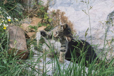 View of a cat relaxing on land