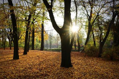 Sunlight streaming through trees during autumn