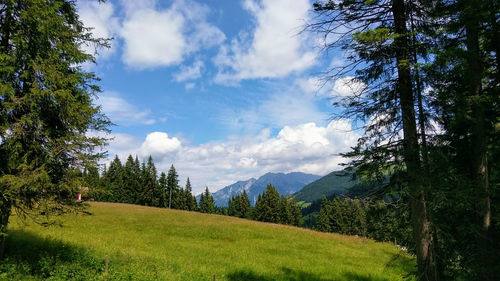 Panoramic shot of trees on field against sky