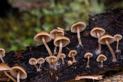 Close-up of mushrooms growing on tree trunk