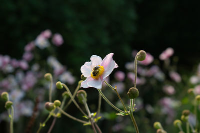 Close-up of flowers blooming outdoors