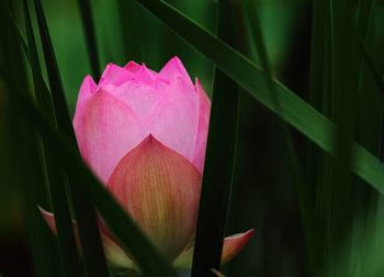 Close-up of pink flowers