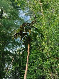 Low angle view of trees in the forest