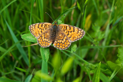 Close-up of butterfly pollinating flower