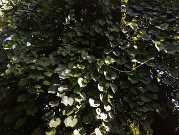 Close-up of fresh green plants