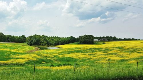 Scenic view of field against sky