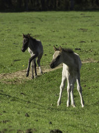 Widl horses in germany