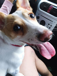 Close-up of hand holding dog