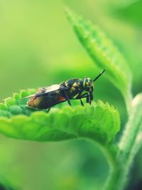 Close-up of insect on leaf