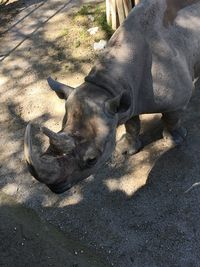 High angle view of horse