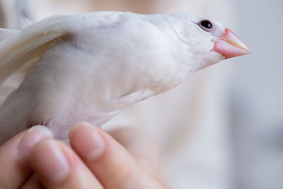 Close-up of hand holding bird