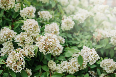 Close-up of white flowering plants on field