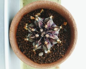 High angle view of potted plant on table