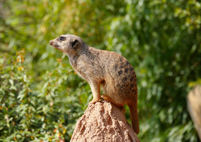 Side view of a meerkat on a rock