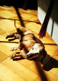 High angle view of dog sleeping on hardwood floor