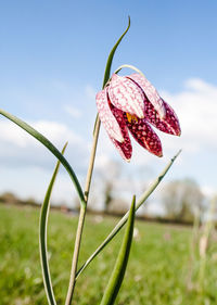 Close-up of red flowering plant on field