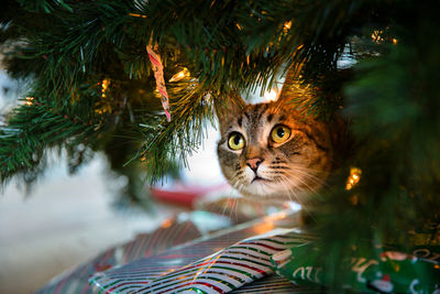 Close-up portrait of cat on tree